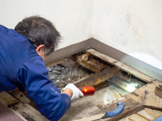 Best Black Mold Remediation in Massanetta Springs, VA