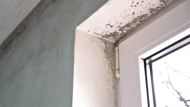 Best Kitchen Mold Remediation in Massanetta Springs, VA