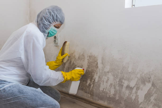 Best Post-Flood Mold Remediation in Massanetta Springs, VA