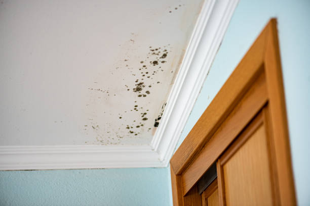 Best Bathroom Mold Remediation in Massanetta Springs, VA