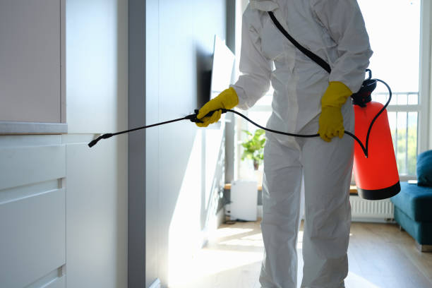 Best Basement Mold Remediation in Massanetta Springs, VA