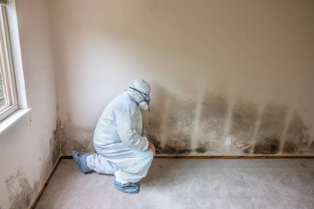 Best Emergency Mold Remediation in Massanetta Springs, VA
