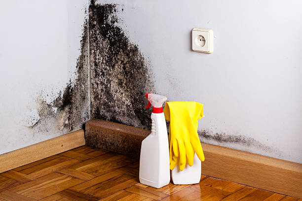 Best Localized Mold Remediation (e.g., coastal areas, humid climates) in Massanetta Springs, VA