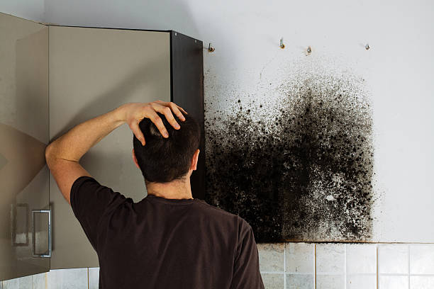 Best Residential Mold Remediation in Massanetta Springs, VA