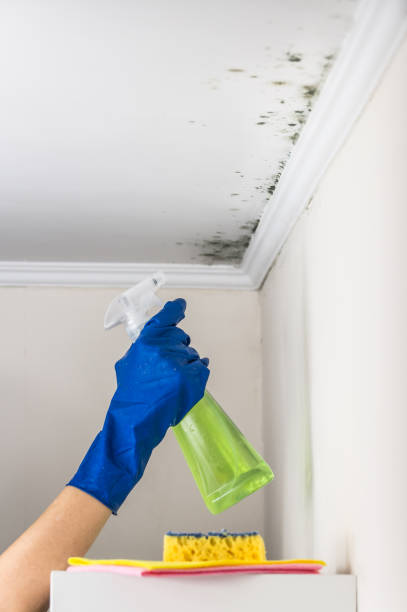 Reliable Massanetta Springs, VA Mold Remediation Solutions